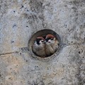 Photos: 雀のお宿