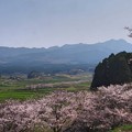 Photos: 春は桜　桜は春