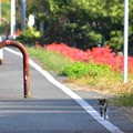 Photos: 猫も歩けば