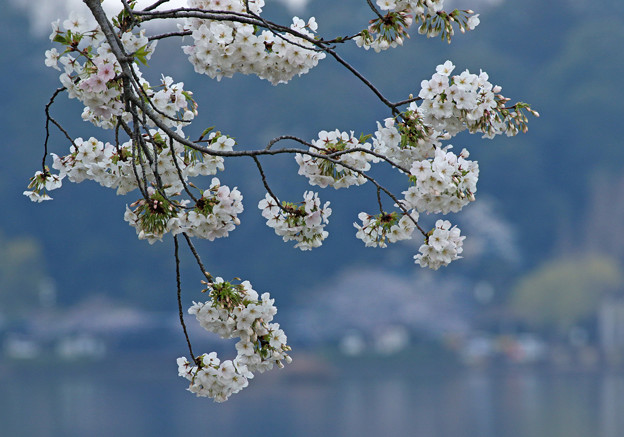 Photos: 千波湖の桜