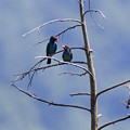 Photos: 青い鳥樹上の愛