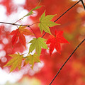 Photos: 秋のいいいろ色々