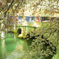 Photos: 日本橋の桜