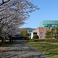 Photos: 高知工科大学と桜