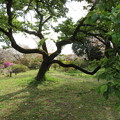小石川植物園11