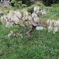 小石川植物園13
