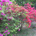 小石川植物園47