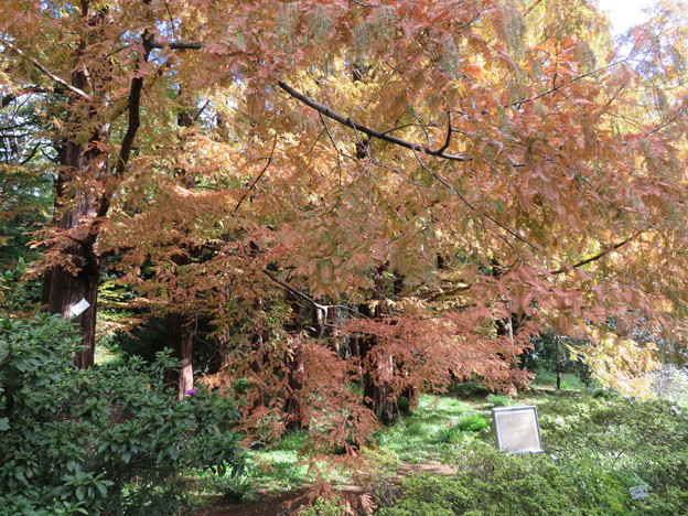 小石川植物園33