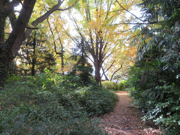 小石川植物園13