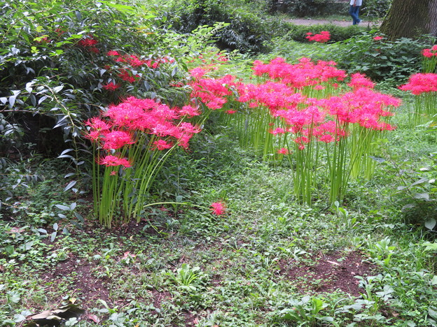 小石川植物園17