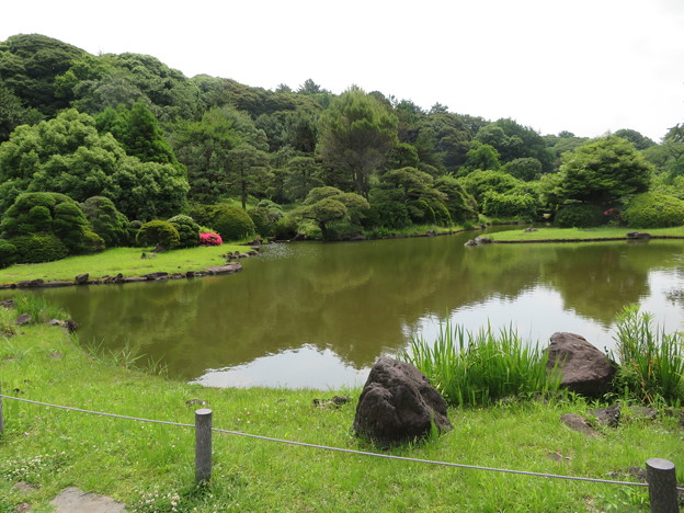 小石川植物園15