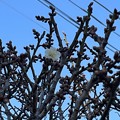 Photos: 白梅が咲いてた