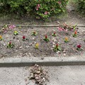 Photos: 2021.5.22　サツキの花柄取り5