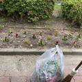 Photos: 2021.5.22　サツキの花柄取り6
