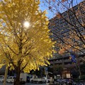 Photos: 2021.11.29　街路樹の銀杏3