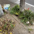 Photos: 2022.3.30　街路樹花壇1 　掃除中