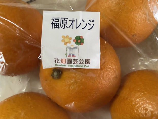 2022.5.17　福原オレンジ