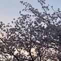 2023.3.31　桜と夕焼け