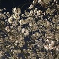 2023.3.31　夜桜