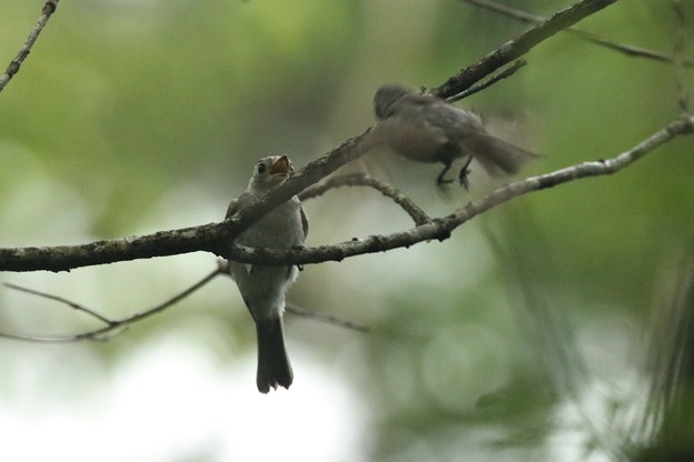 Photos: コサメビタキの幼鳥