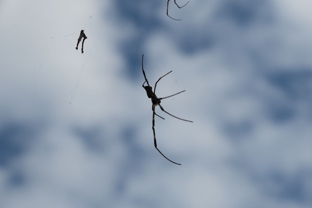 Photos: 蜘蛛と雲