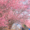 Photos: 786 桜川のオカメ桜