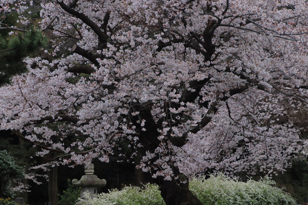676 鏡徳寺の桜
