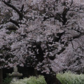 676 鏡徳寺の桜
