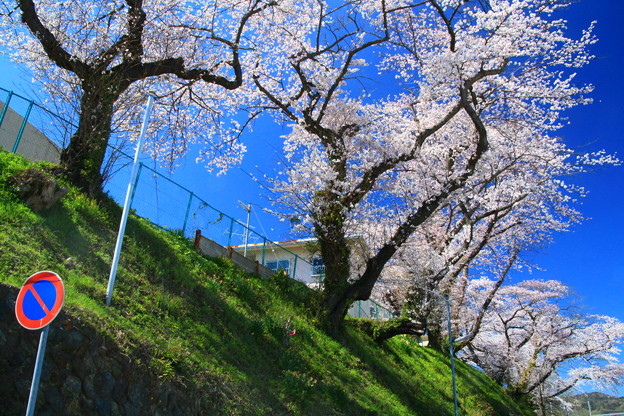 Photos: 617 諏訪台の桜