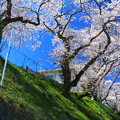 617 諏訪台の桜