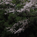 196 石尊山の桜並木