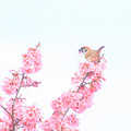 Photos: 桜川のオカメ桜