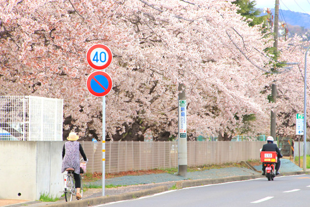 Photos: 743 多賀中学校の桜並木