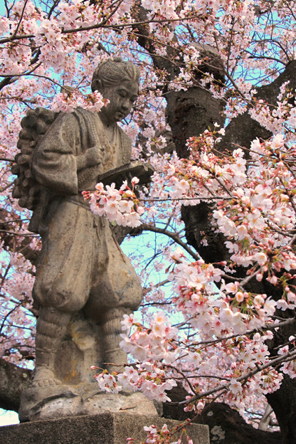 Photos: 260 日高交流センターの桜