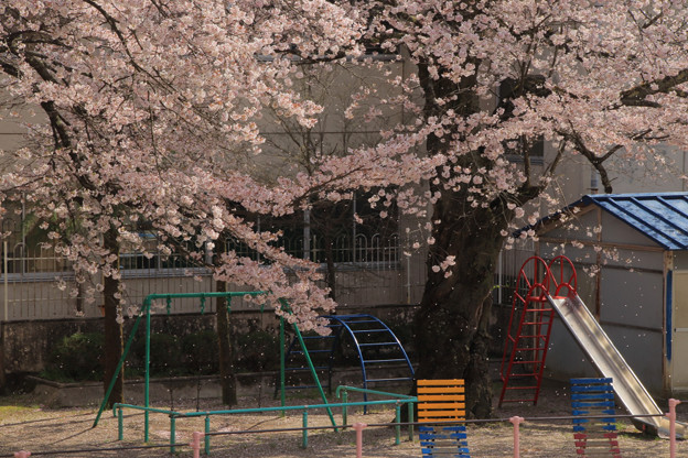 Photos: 575 中里小学校の桜