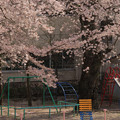 571 中里小学校の桜