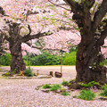 613 熊野神社の桜 日立市