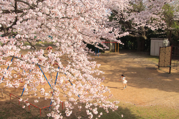 Photos: 898 まえはら児童公園の桜