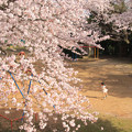 898 まえはら児童公園の桜