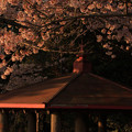 619 東平霊園の桜