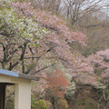 519 中里スポーツ広場の桜