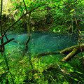 637 日立の神の子池 富士権現下の青い池