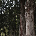 Photos: 532 赤根の二本杉