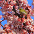 Photos: 675 桧沢緑地の日立紅寒桜