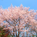 Photos: 716 萱場の桜