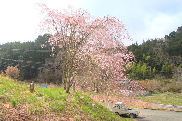 Photos: 132 藤坂の夫婦しだれ桜