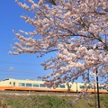 Photos: 282 田尻てらまえ公園の桜