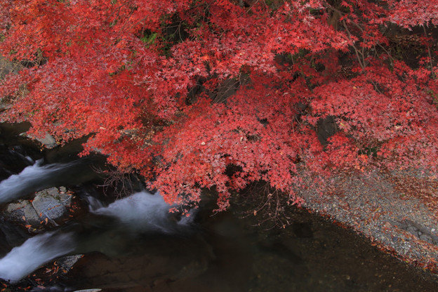 Photos: 764 鮎川の紅葉