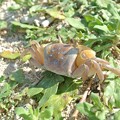 Photos: 砂浜の蟹