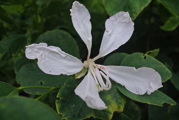 白花種のムラサキソシンカ
